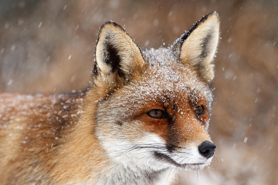 Fox Photograph - Portrait of a Red fox in a snow storm by Roeselien Raimond