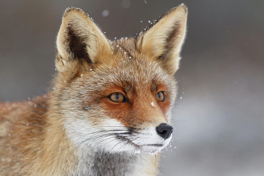 Winter Photograph - Portrait of a Red Fox in the Snow by Roeselien Raimond