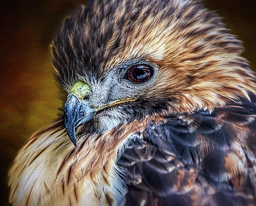 Portrait Of A Red-tailed Hawk Photograph by Wes Iversen