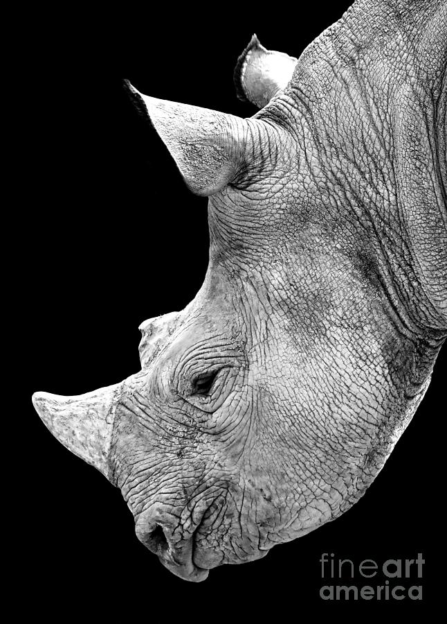 Portrait of a Rhinoceros II black and white version  Digital Art by Jim Fitzpatrick