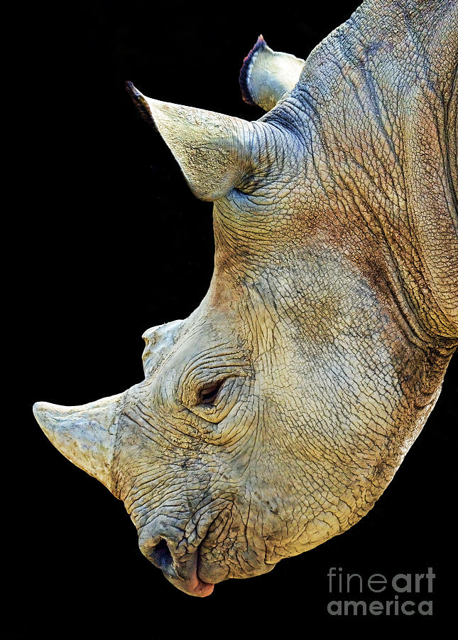 Portrait of a Rhinoceros II Digital Art by Jim Fitzpatrick
