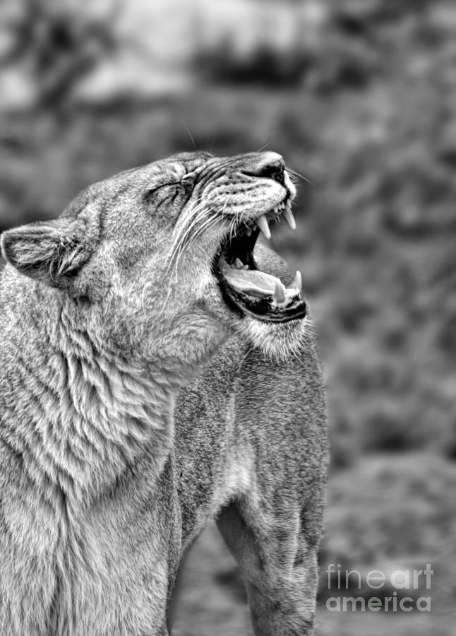 Portrait of a Roaring Lioness II Photograph by Jim Fitzpatrick