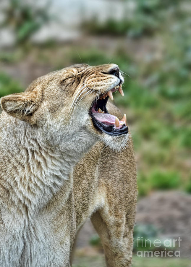 Lion Photograph - Portrait of a Roaring Lioness by Jim Fitzpatrick