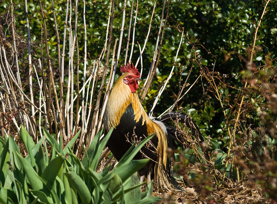 Portrait Of A Rooster Photograph