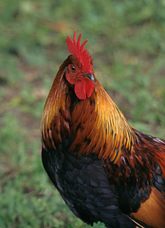 Portrait of a Rooster Photograph by John Harmon