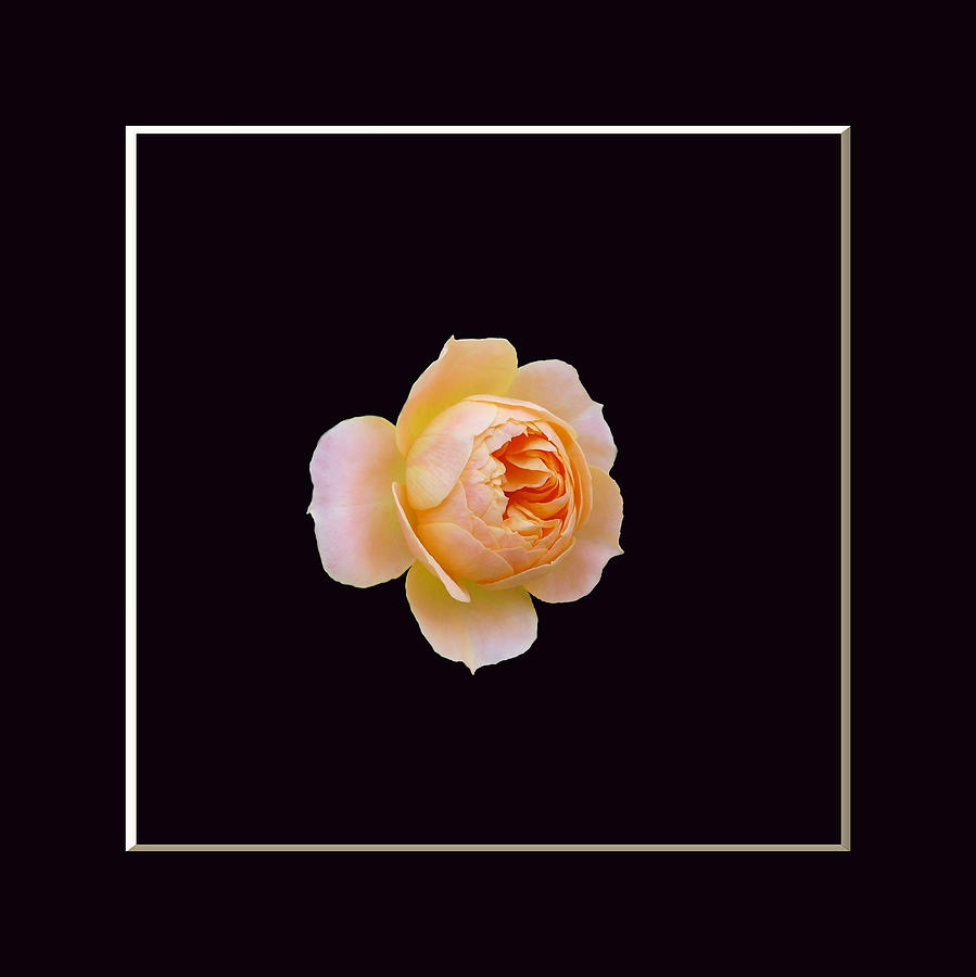 Nature Photograph - Portrait of a rose on black background by Lena Photo Art