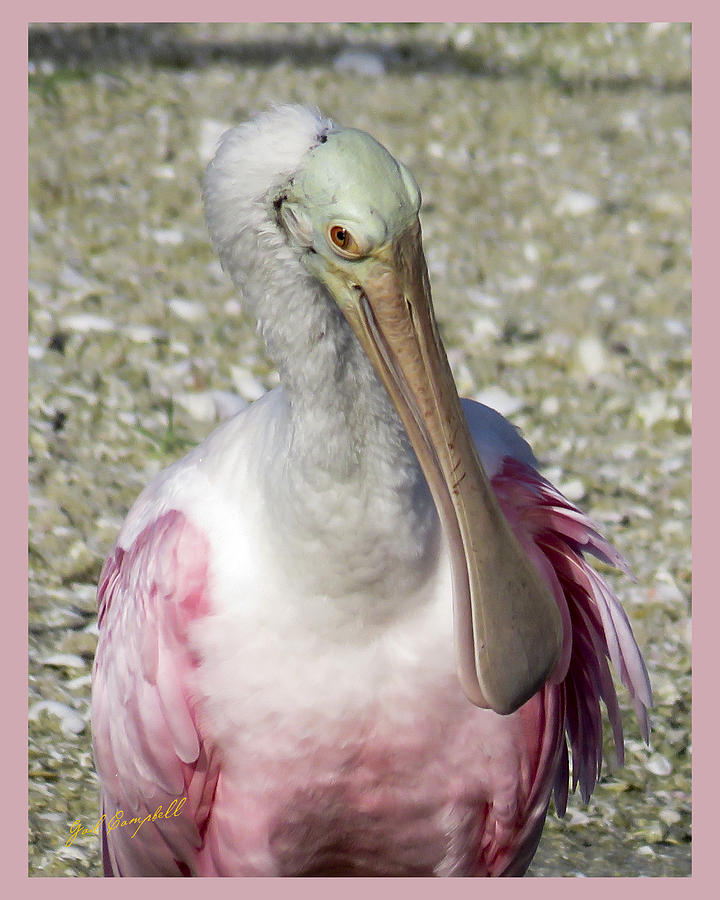 Fort Myers Beach Digital Art - Portrait Of A Roseate Spoonbill by Gail Campbell