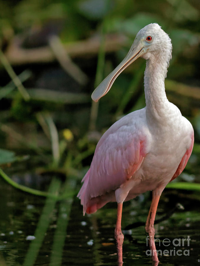 Portrait of a Roseated Spoonbill Photograph by Natural Focal Point Photography