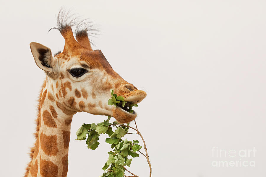Portrait of a Rothschild Giraffe III Photograph by Nick Biemans