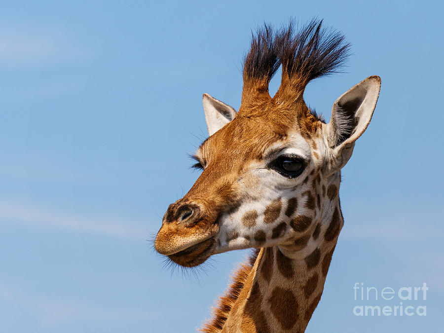 Portrait of a Rothschild Giraffe  Photograph by Nick  Biemans