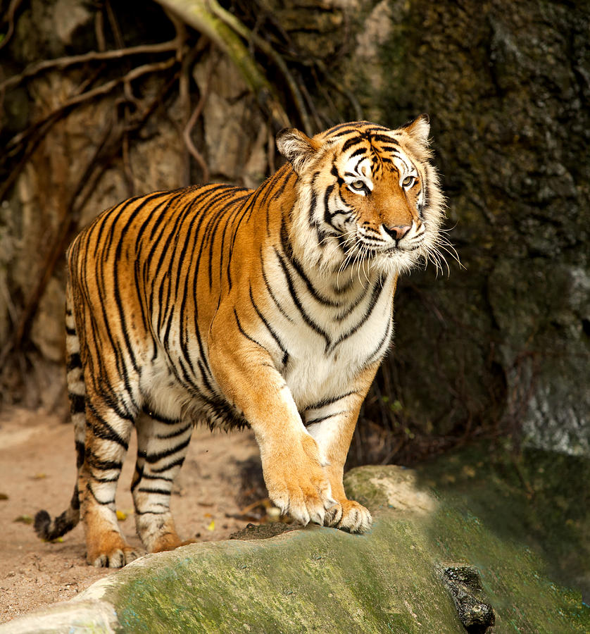 Portrait of a Royal Bengal tiger Photograph by Anek Suwannaphoom