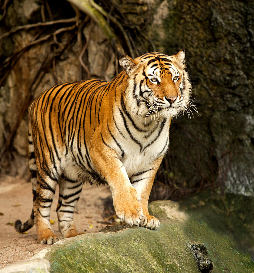 Royal Bengal Tiger  Tiger, Tiger wallpaper, Tiger photography