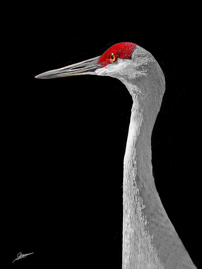 Portrait of a Sandhill Crane III Photograph by Phil Jensen
