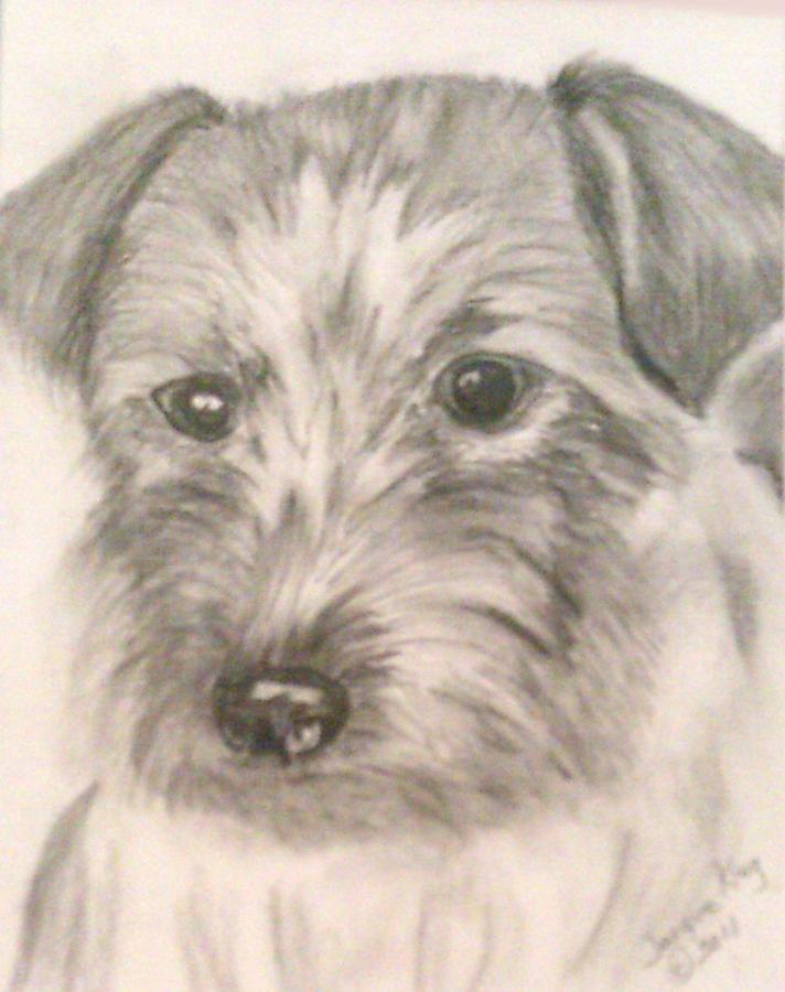 Portrait Drawing - Portrait of a Scottish Terrier by Jacquie King