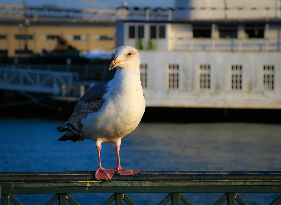 Portrait of a Seagull Photograph by Bonnie Follett
