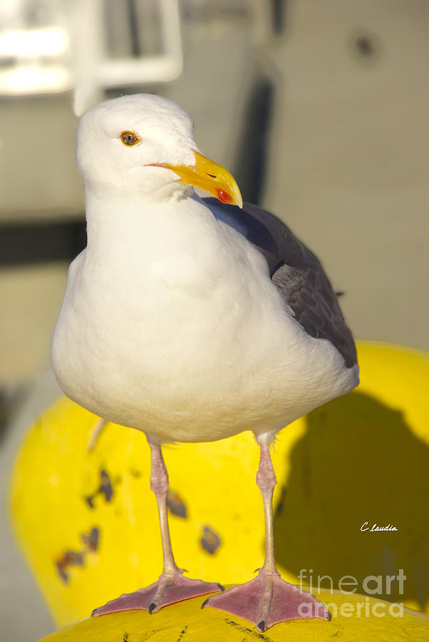 Portrait of a Seagull Photograph by Claudia Ellis