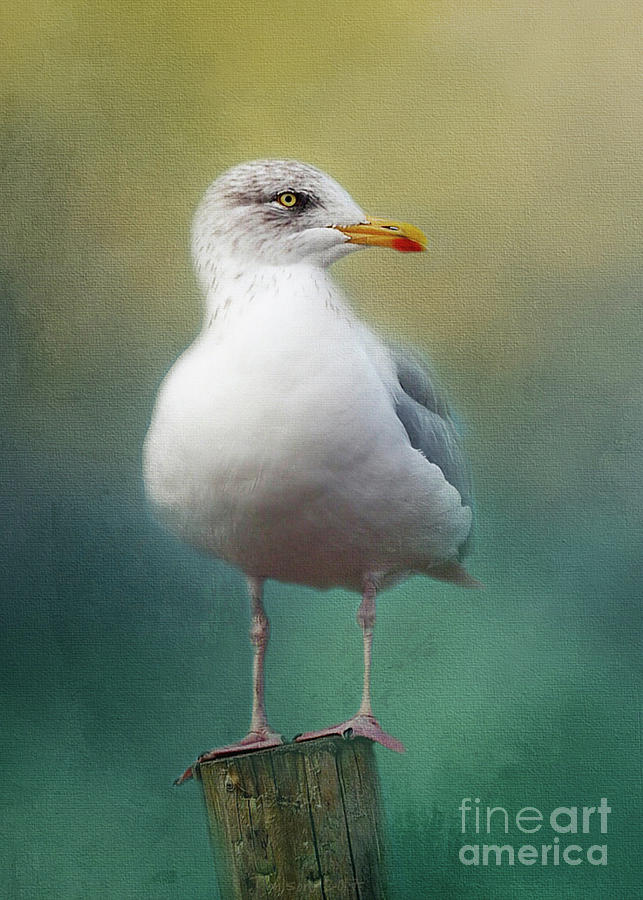 Portrait of a Seagull Photograph by Teresa Wilson