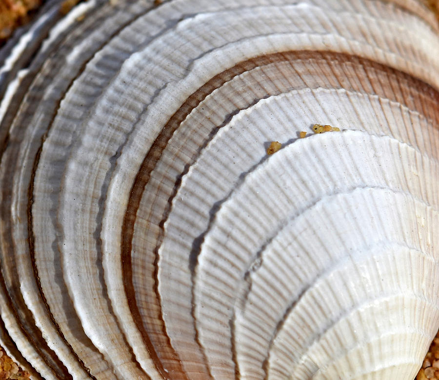 Portrait Of A Shell Photograph