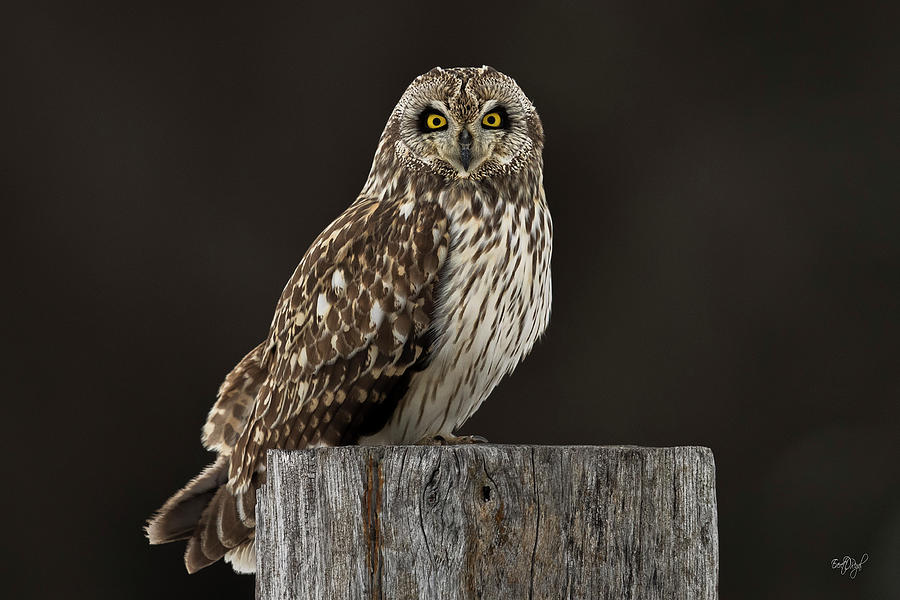 Portrait of a Short-eared Owl Photograph by Everet Regal