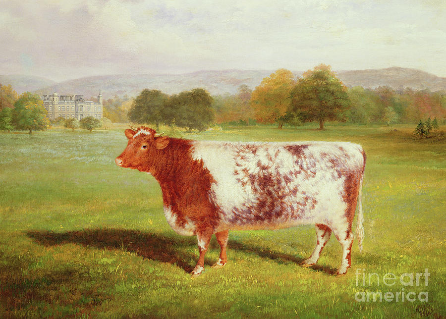 Cow Painting - Portrait of a Shorthorn by William Joseph Shayer