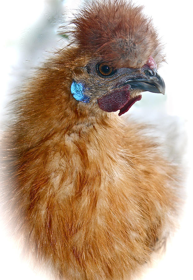 Portrait of a Silkie Photograph by Venetia Featherstone-Witty