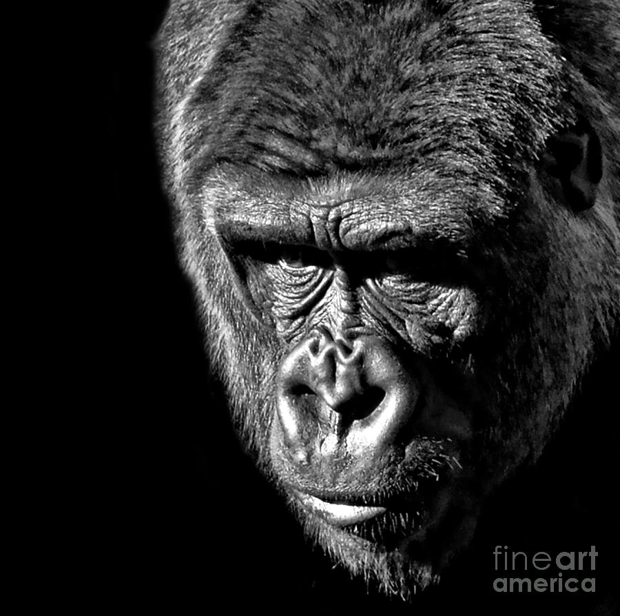Portrait of a Silverback III Photograph by Jim Fitzpatrick