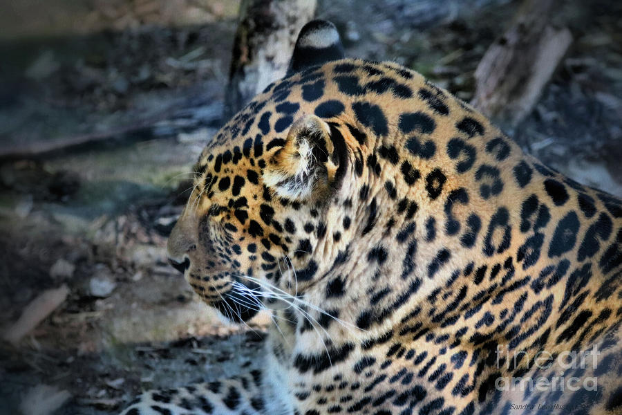 Portrait Of A Sleeping Leopard Photograph by Sandra Huston