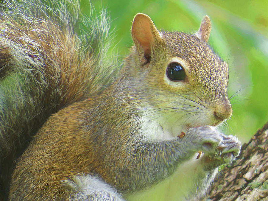 Portrait of a Snacking Squirrel Digital Art by Jill Nightingale | Fine ...