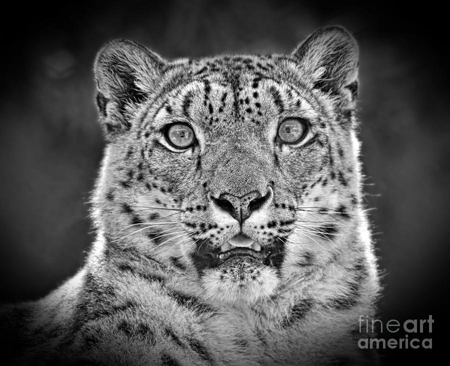 Portrait of a Snow Leopard black and white version Photograph by Jim Fitzpatrick