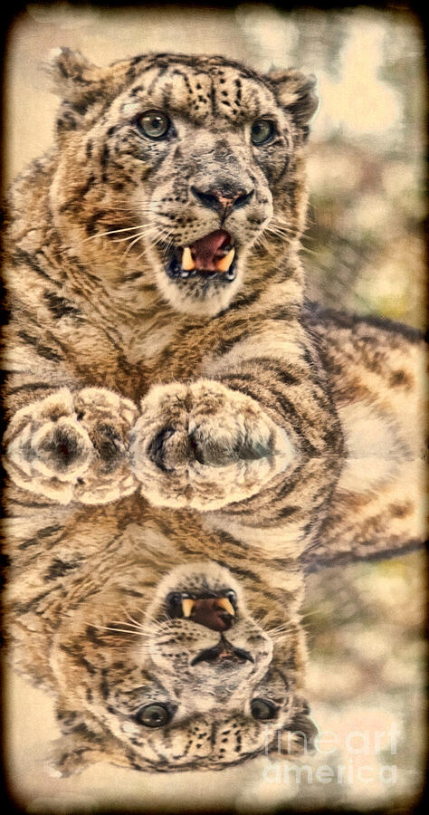 Nature Photograph - Portrait of a Snow Leopard with a Reflection II by Jim Fitzpatrick