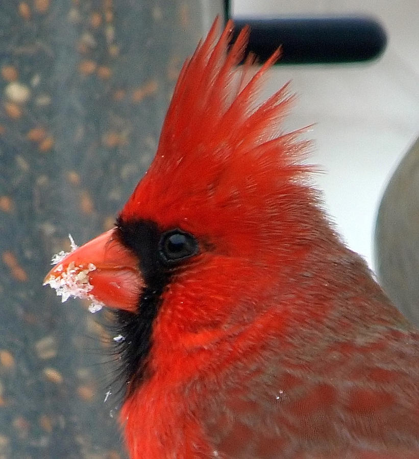 Portrait Of A Snowy Cardinal Photograph by Kala King - Fine Art America