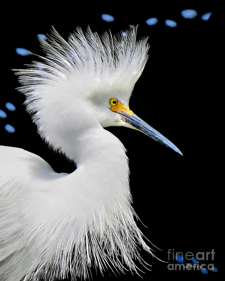 Egret Photograph - Portrait of a Snowy White Egret by Jennie Breeze