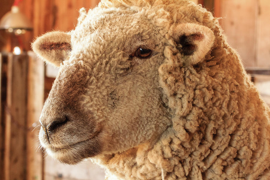Portrait of a Southdown Sheep Photograph by Joni Eskridge