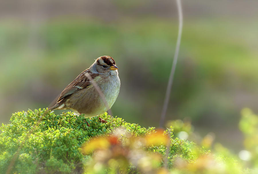 Portrait Of A Sparrow Photograph by Jonathan Nguyen