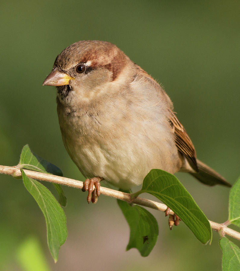 Sparrow Photograph - Portrait of a sparrow by Vyacheslav Isaev
