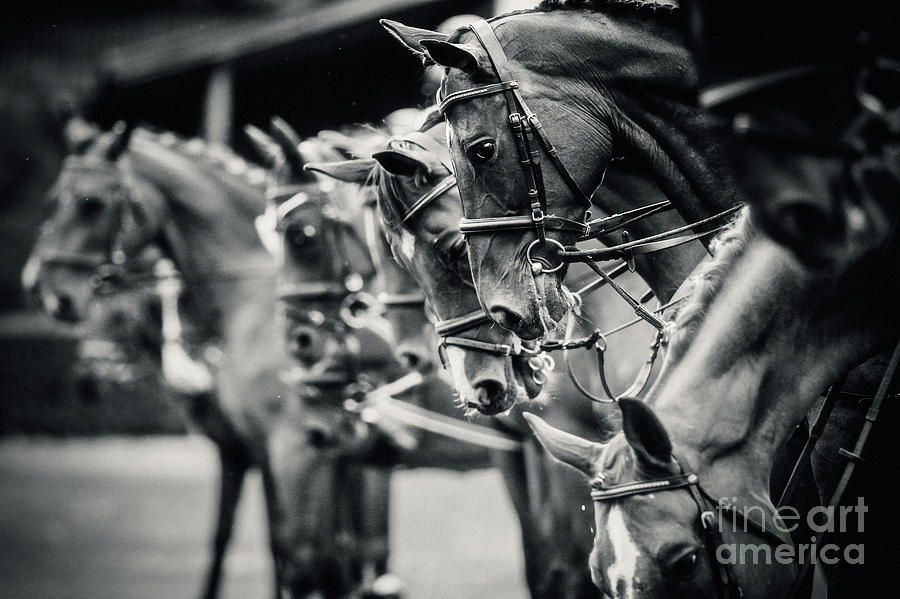 Portrait of a sport horses Photograph by Dimitar Hristov
