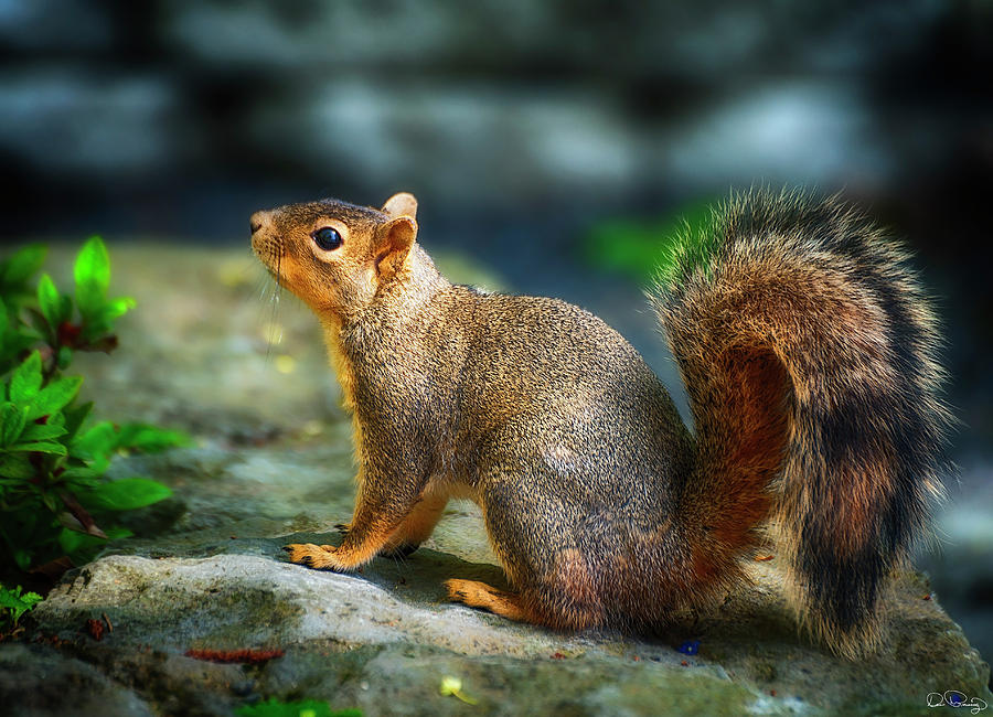 Portrait Of A Squirrell Photograph by Dee Browning