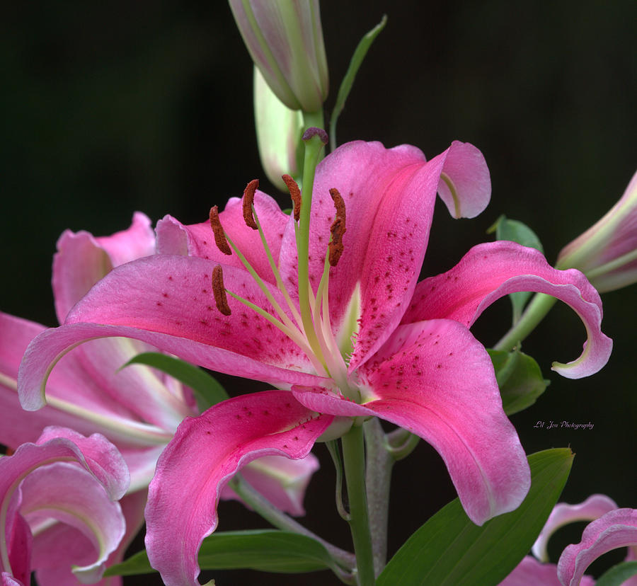 Portrait Of A Stargazer Lily Photograph by Jeanette C Landstrom