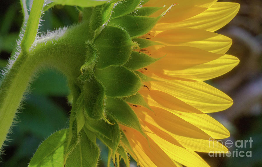 Profile of A Sunflower Photograph by Jo Ann Gregg