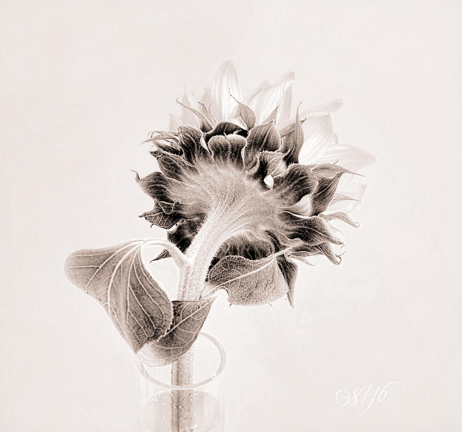 Portrait of a Sunflower Photograph by Louise Kumpf