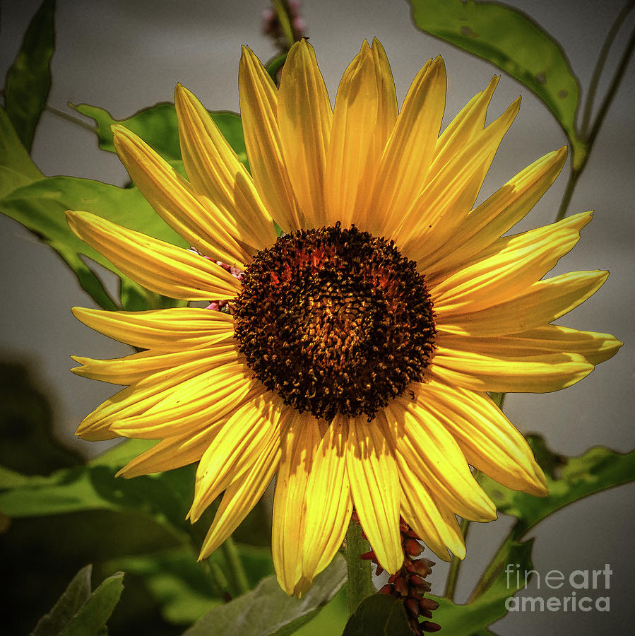 Portrait of a Sunflower Photograph by Nick Zelinsky Jr