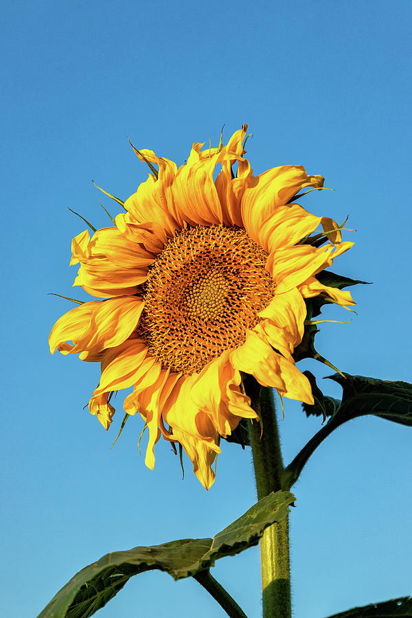 Portrait of a Sunflower Photograph by Tony Hake