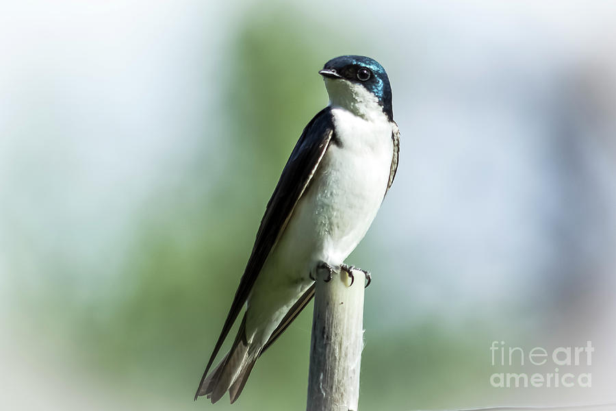 Portrait of a Swallow Photograph by Amy Sorvillo