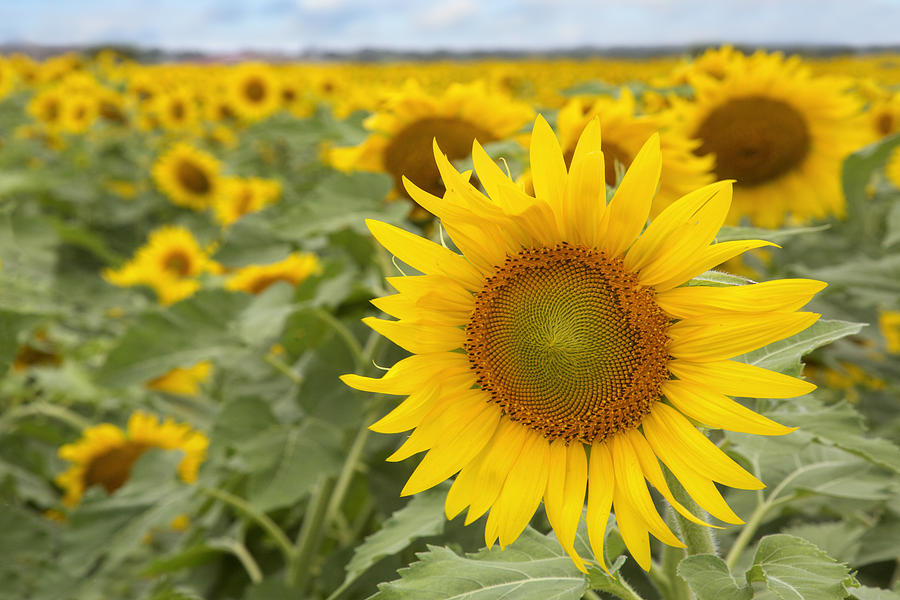 Portrait Of A Texas Sunflower 3 Photograph