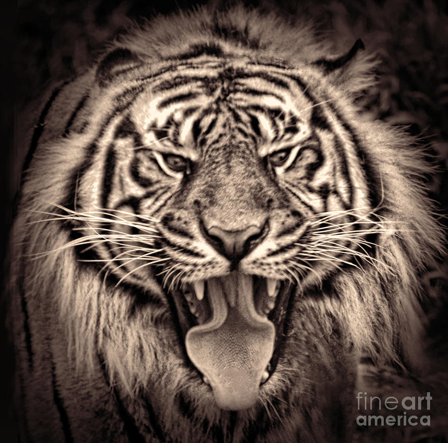 Portrait of a Tiger Fade to Black Version II Photograph by Jim Fitzpatrick