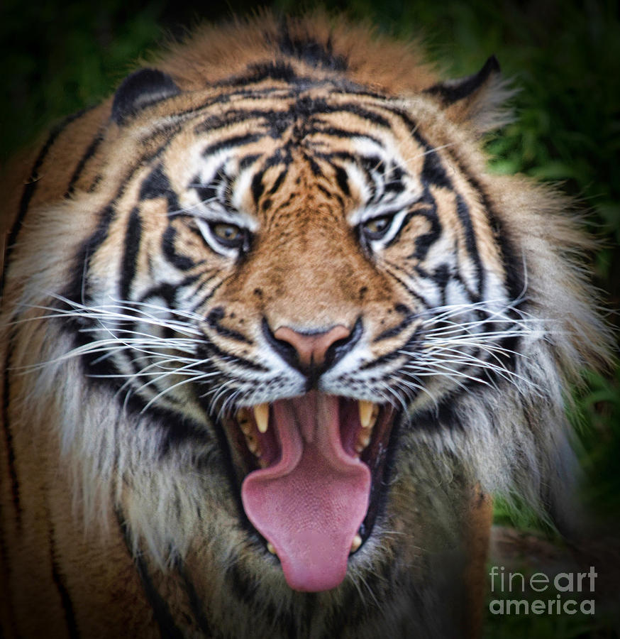 Portrait of a Tiger Fade to Black Version Photograph by Jim Fitzpatrick
