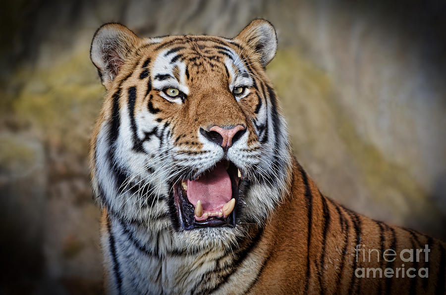 Portrait of a Tiger II Photograph by Jim Fitzpatrick