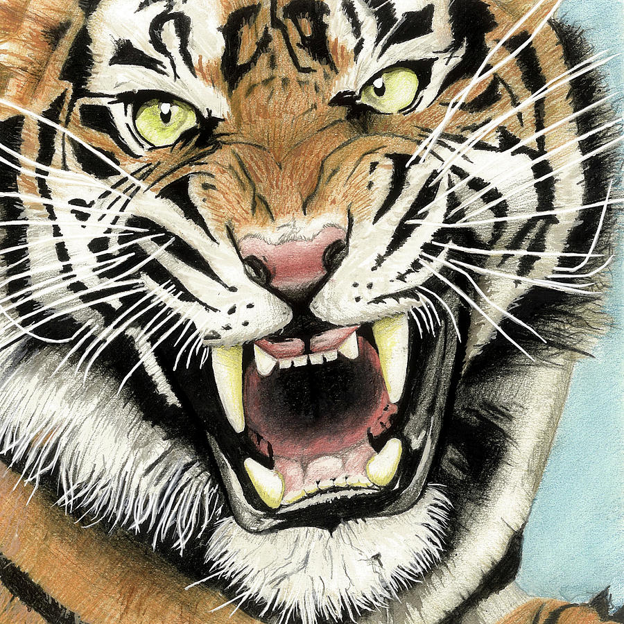 Siberian Tiger Drawings for Sale - Fine Art America