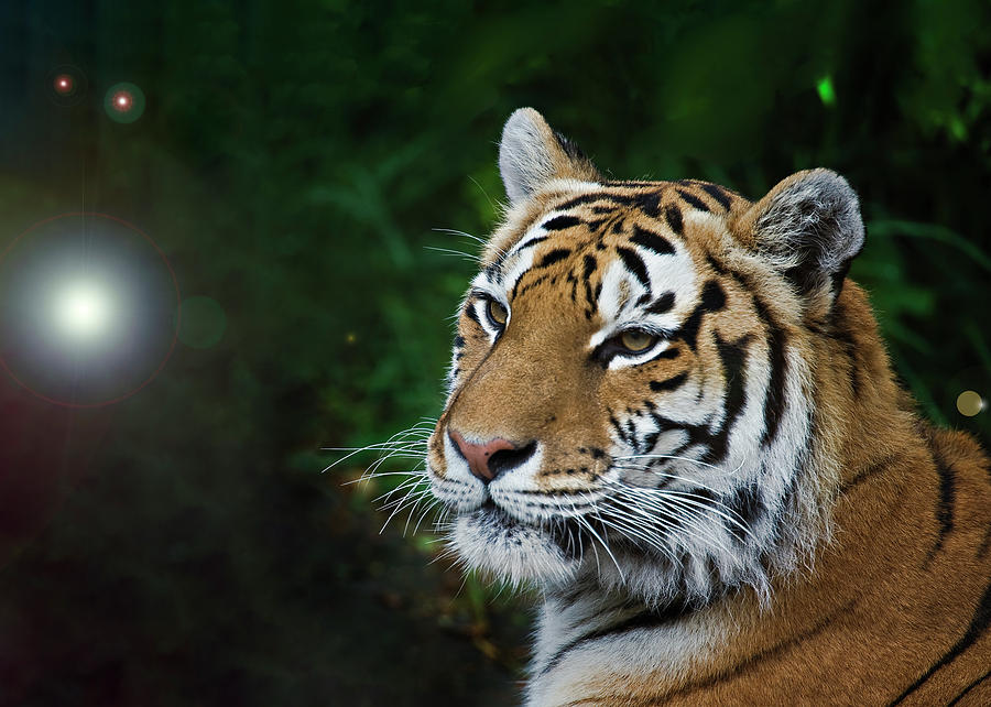 Portrait of a Tiger Photograph by John Christopher