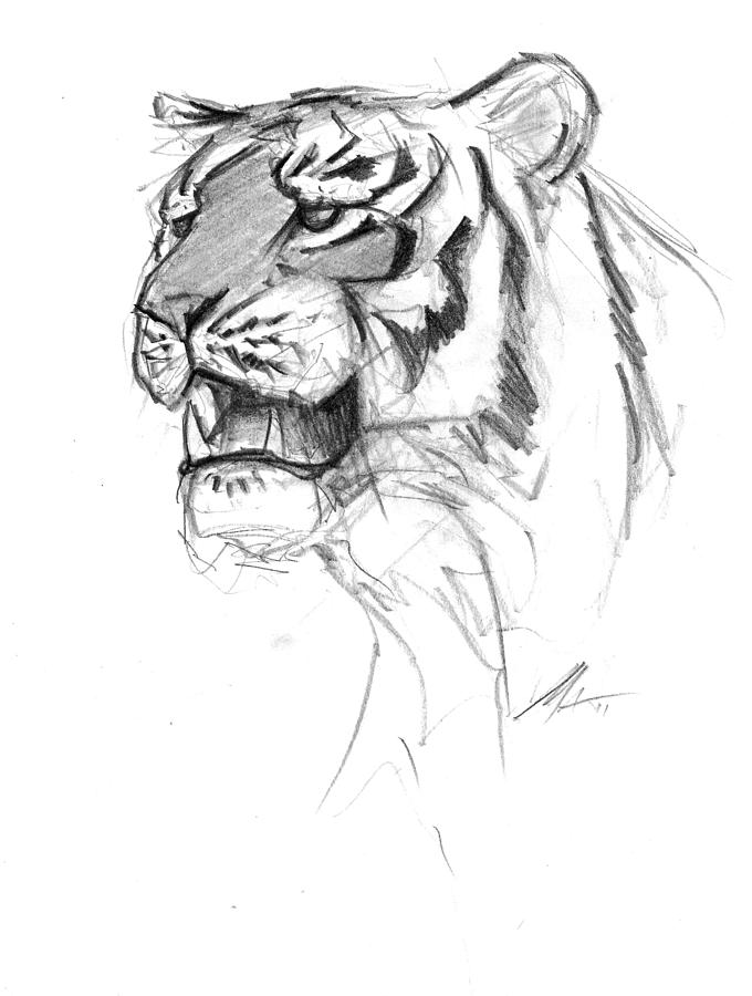 Portrait of a Tiger Drawing by Matthew Withington - Fine Art America